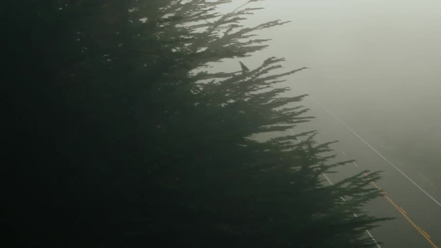 The road and forest are covered in dense fog