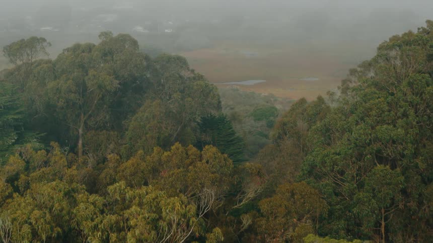 A hazy aerial view captures a landscape with dense trees in the foreground transitioning to a more obscured misty background creating a sense of depth and atmospheric obscurity
