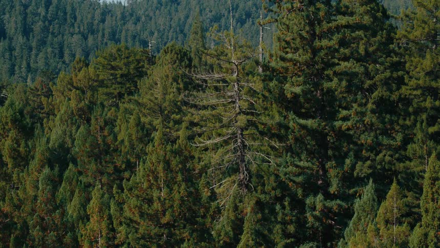 Aerial view of mountains covered by a coniferous forest