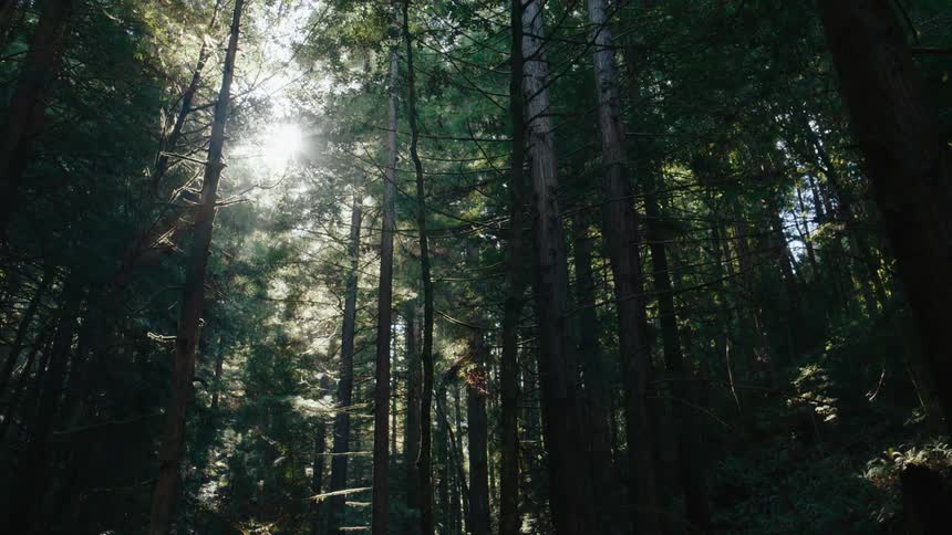 The sunlight shines in through the branches