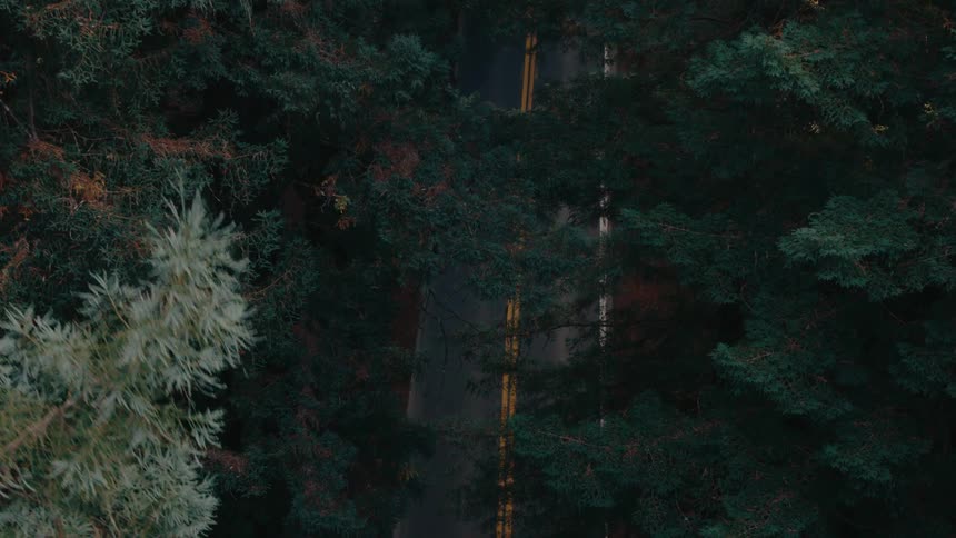 A winding road illuminated by the headlights of a vehicle cuts through a dark dense forest
