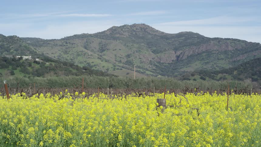 A vibrant field of yellow flowers in the foreground leading to a vineyard with bare vines and a mountainous backdrop under a partly cloudy sky