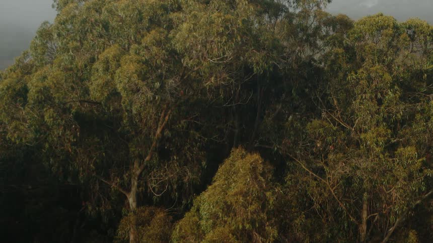 A hazy atmospheric view depicts a dense forest with a mix of green and brown foliage shrouded in mist