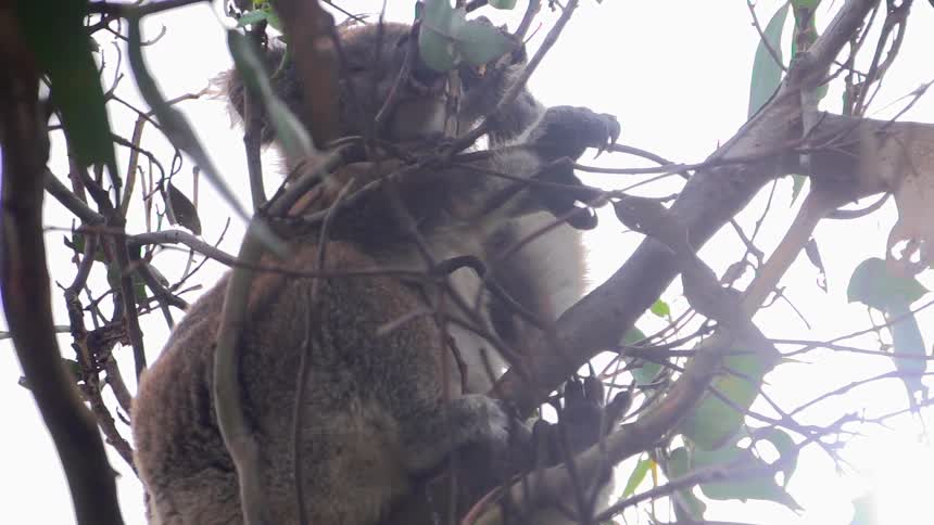 Koala bear sitting in a leafy tree