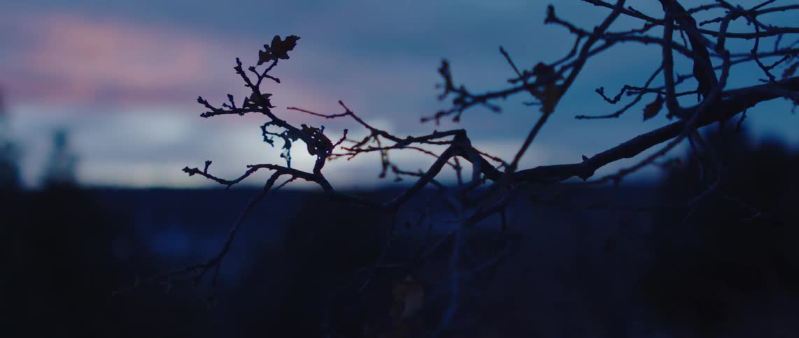 A silhouetted branch with sparse leaves is set against a twilight sky creating a sense of stark beauty and the quiet stillness of dusk