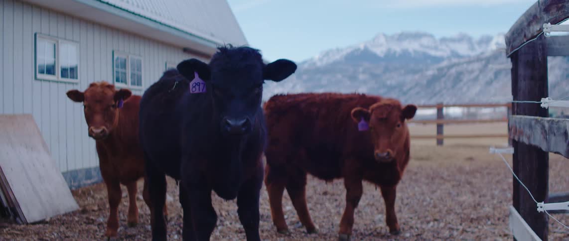Three cows two brown and one black stand in a fenced in area with a lightcolored building to the left and a snow capped mountain range in the background