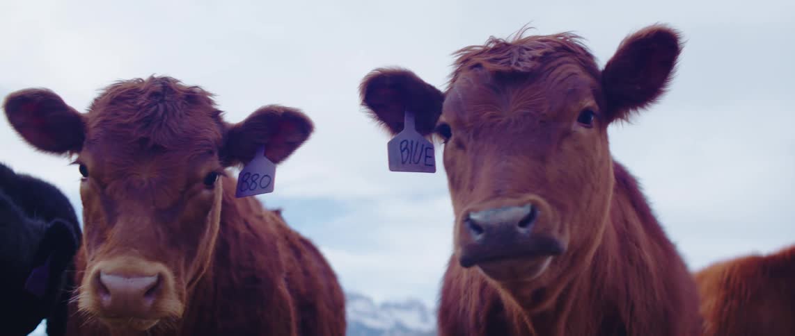 Two brown cows with ear tags stand close together facing the camera against a blurred background