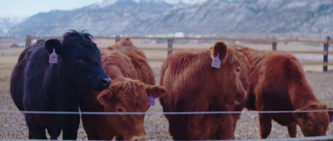 The cows lick themselves on the ranch
