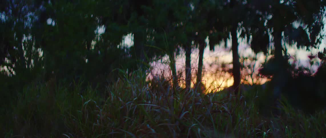 The sun sets casting a warm glow through silhouetted trees and tall grasses in the foreground creating a scene of fading daylight and natural beauty