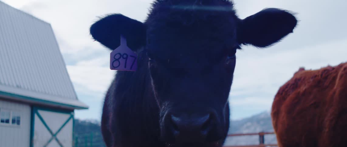 A large black cow turns its head