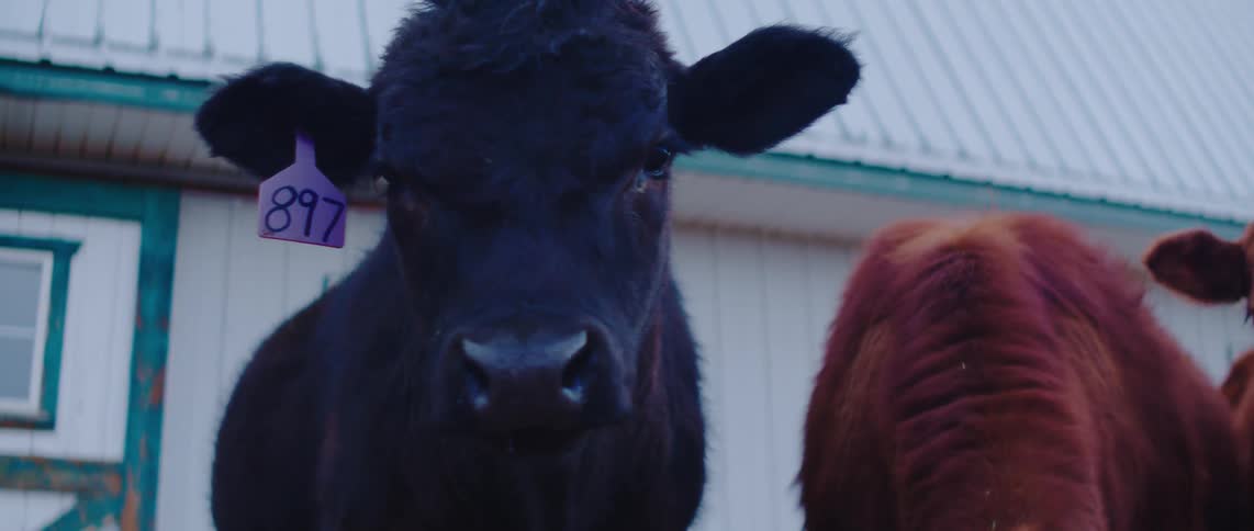 Black cow with a purple ear tag looking strait ahead cow has a small amount of drool coming from his mouth as a red cow next to the black cow has his head bent as if eating or drinkinga barn eindow and roof are in the background