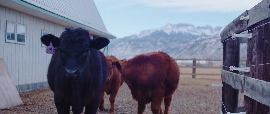 Two cows one black and one brown stand together in front of a barn with mountains in the background
