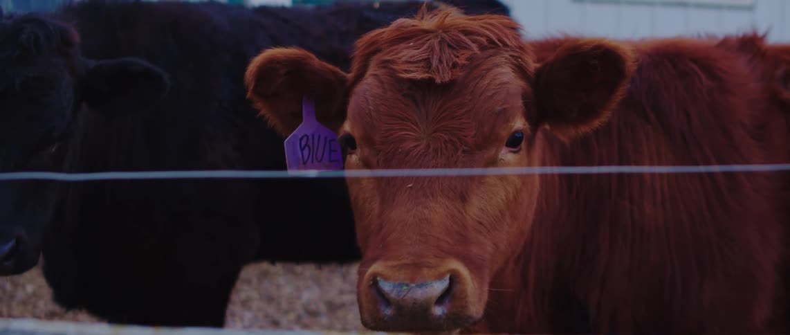 Brown and black cows with ear tags inside a coral on a farm