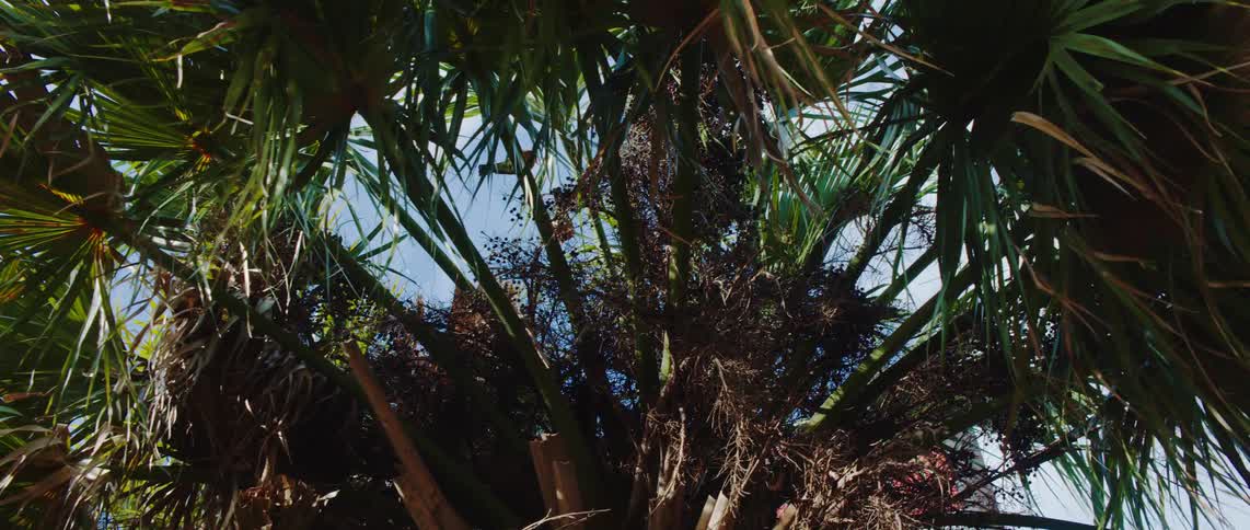 Birds move between palm fronds on a cloudy summer day