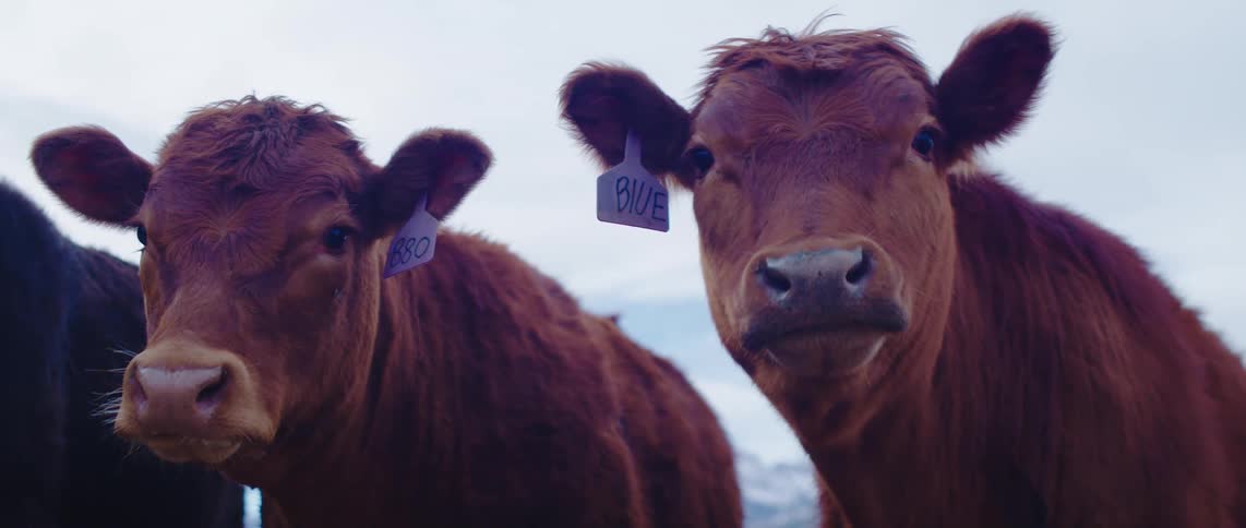 Two brown cows stand closely together facing the camera with ear tags visible against a blurred overcast background