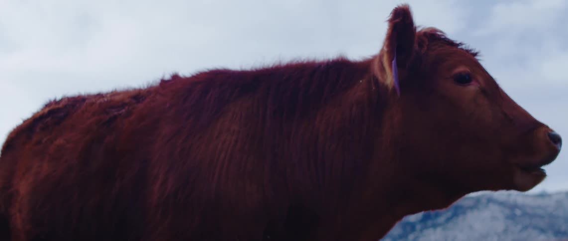 Cow chewing cud outdoors at a farm