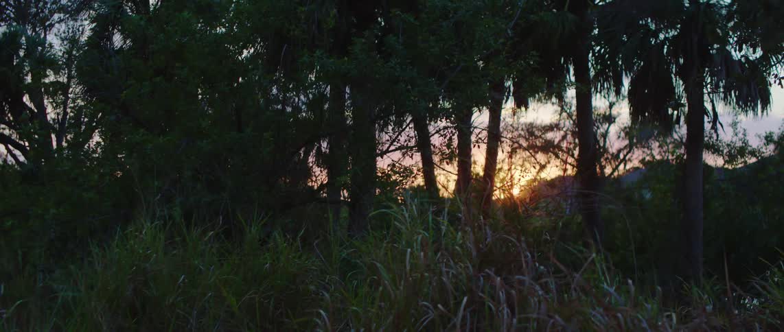 The sun sets through silhouetted trees casting a warm glow amidst tall grasses in the foreground