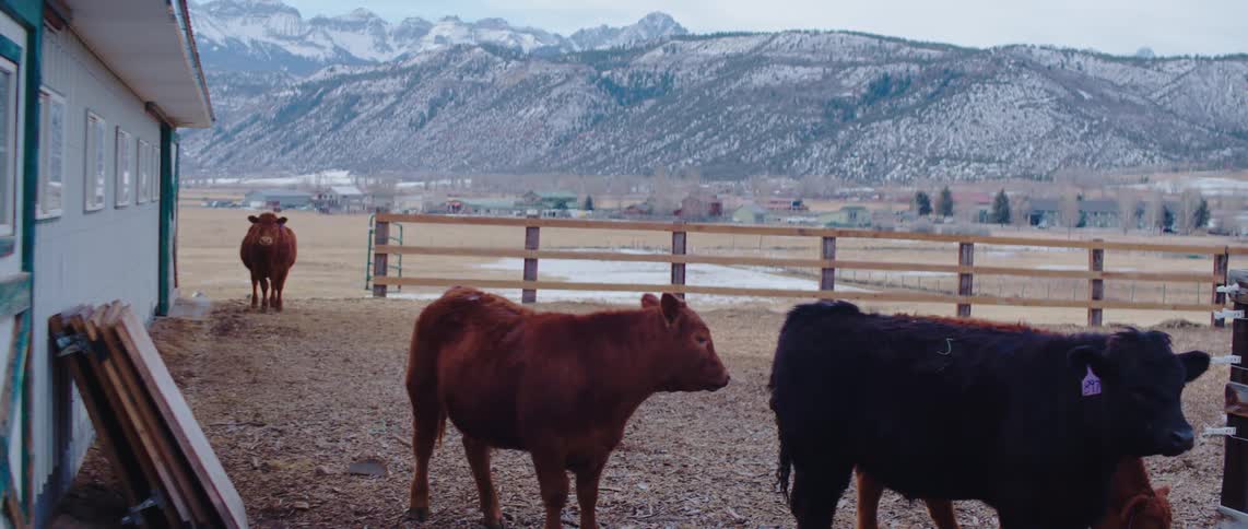 Small herd of cattle stands in a fenced area near a rural building on a ranch located close to the snowy mountains on a cloudy winter day