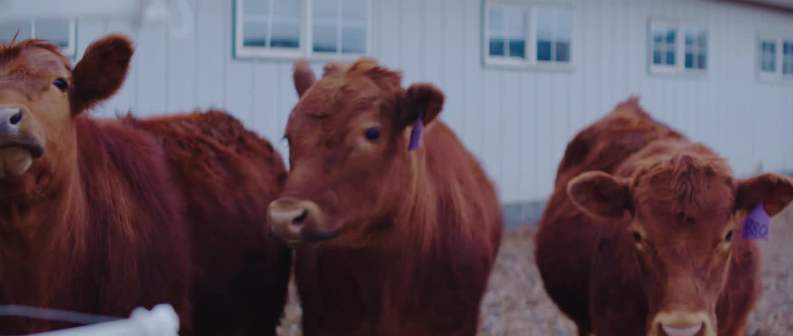 Cows stand in front of a light colored building with white framed windows on a farm