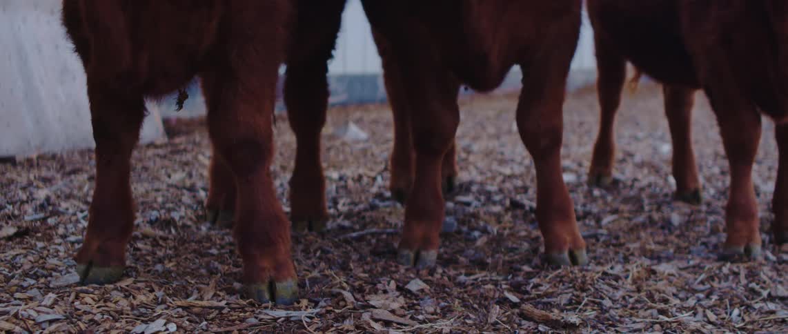 The legs and hooves of several brown cows standing on a ground covered with wood chips