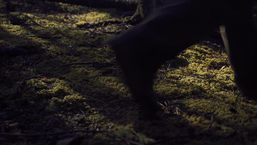 The silhouette of a persons legs and feet as they walk through a dimly lit forest with the focus on the texture of the mossy ground and the interplay of light and shadow