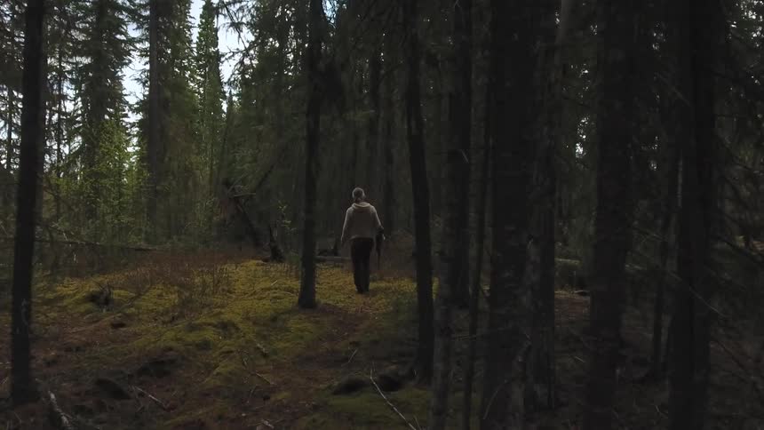 A hunter walks into a dense dimly lit forest carrying a rifle surrounded by tall trees and fallen branches