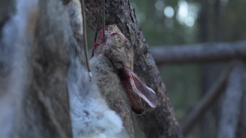 A bunny corpse is caught in a trap
