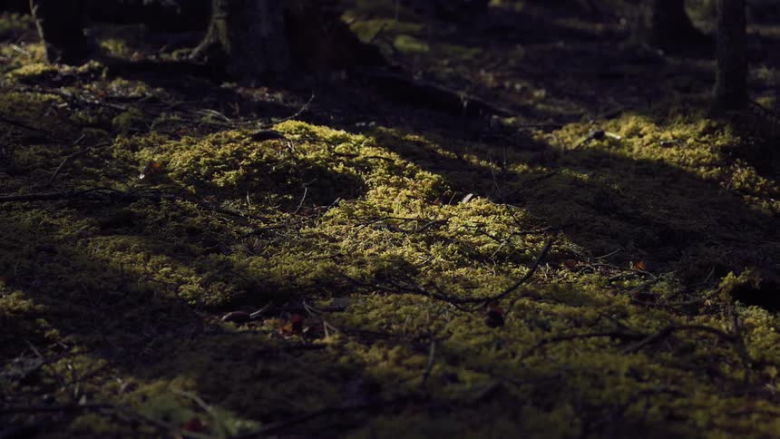 Es a mans legs and feet as they walk through a dimly lit forest with the focus on the texture of the mossy ground and the interplay of light and shadow