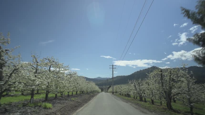 Empty road runs between the orchards under a blue sky