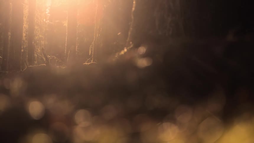 A dimly lit forest scene with a strong backlight creating a hazy ethereal effect