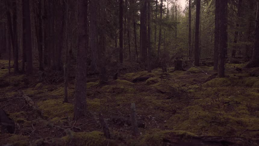 Sunlight filters through tall trees onto a mossy forest floor littered with fallen branches