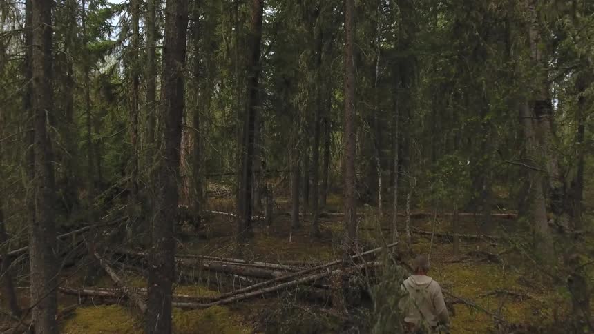 A hunter walks into a dense dimly lit forest carrying a rifle surrounded by tall trees and fallen branches