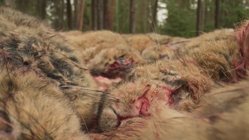 Piles of wild bunny corpses cover the ground