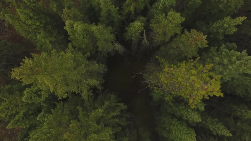 Aerial view of a dense forest of evergreen trees with a hunter walking along a path that is barely visible through the canopy