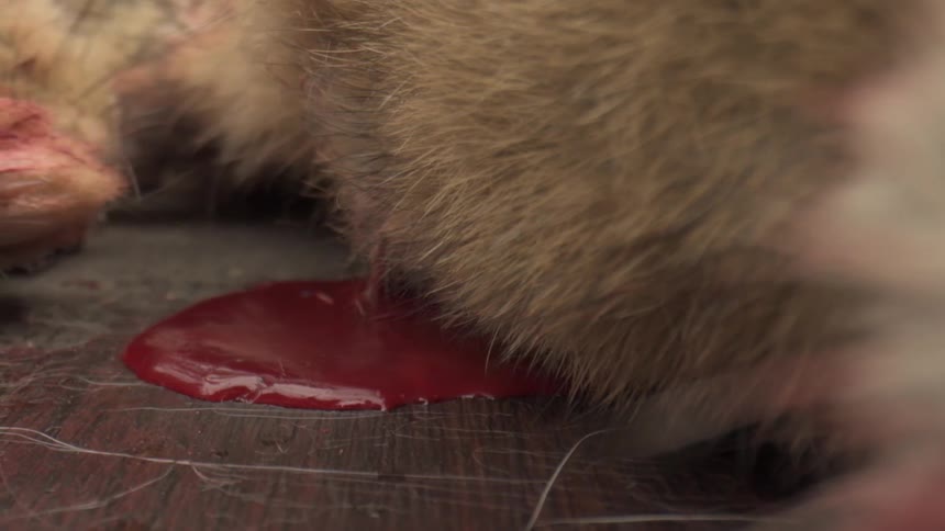 Blood is near the dead rabbit