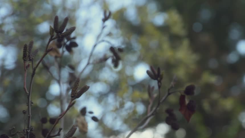 The delicate branches of an alder tree with its characteristic catkins and small cones against a blurred background of foliage and sky