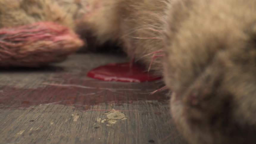 A small pool of blood congeals beneath the fur of a slain game animal on a wooden surface