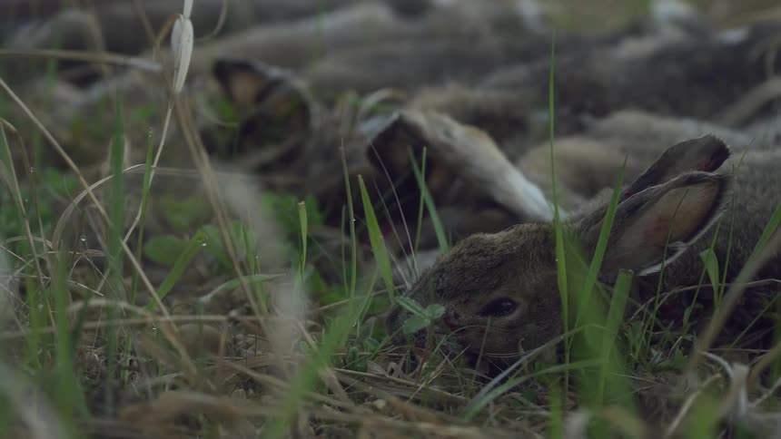 Dead rabbits lay together in the grass