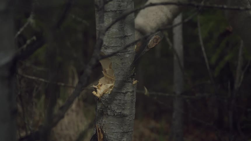 Man chopping down a tree in the forest with an axe
