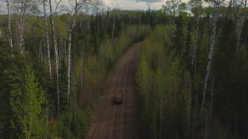A vehicle traveling along a narrow dirt road that cuts through a dense forest of tall slender trees with budding spring foliage