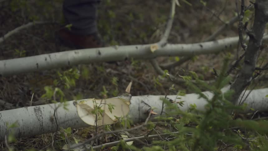 Man splitting a tree in half with an axe in the wilderness