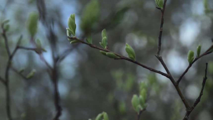 The delicate new buds sprouting on the slender branches of a tree against a blurred background suggesting the arrival of spring and new growth