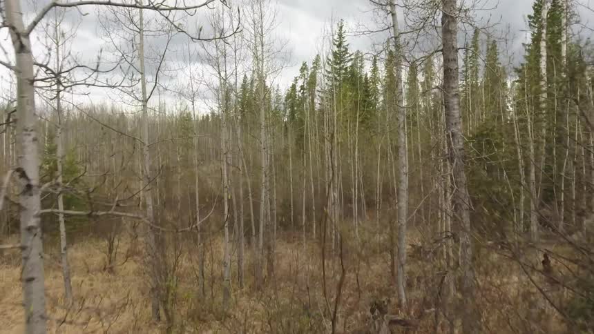 A hunter wearing a light colored jacket and dark pants is walking through a dense forest of tall trees with some fallen logs and sparse undergrowth visible on the forest floor under a cloudy sky carrying a rifle
