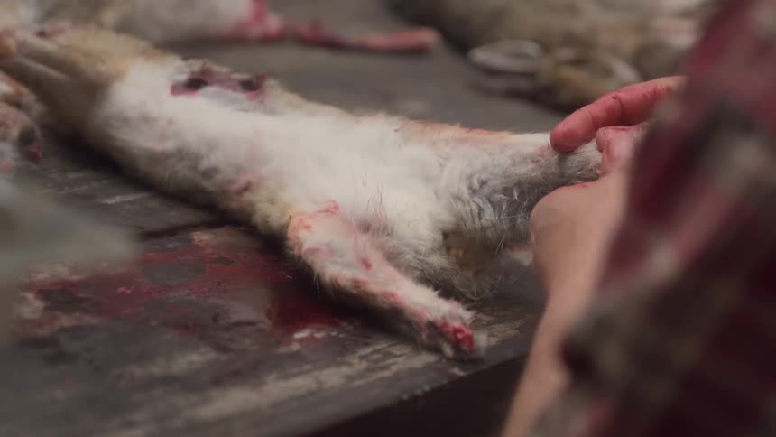 A person skinning a rabbit