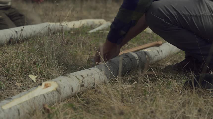 Two people are peeling bark from fallen birch trees in a grassy field