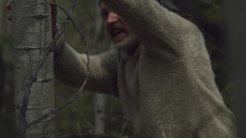 A man is cutting trees in a forest pushing a thin tree to make it topple