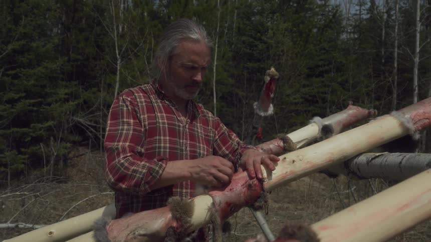 A man is drying animal skins on the trees