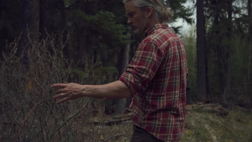 A man cuts twigs from a dry bush in the forest using a knife