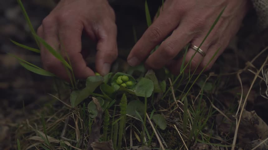 A footage of a person picking some vegetables