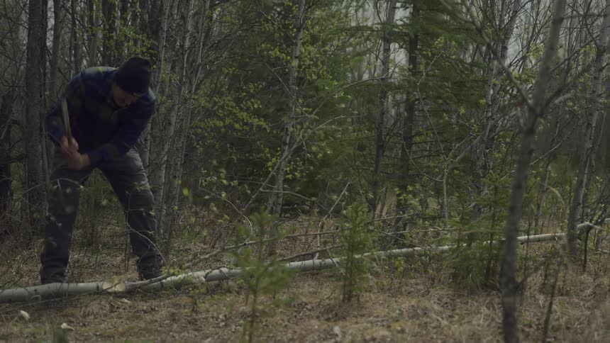 A man is chopping a tree with an ax in the forest